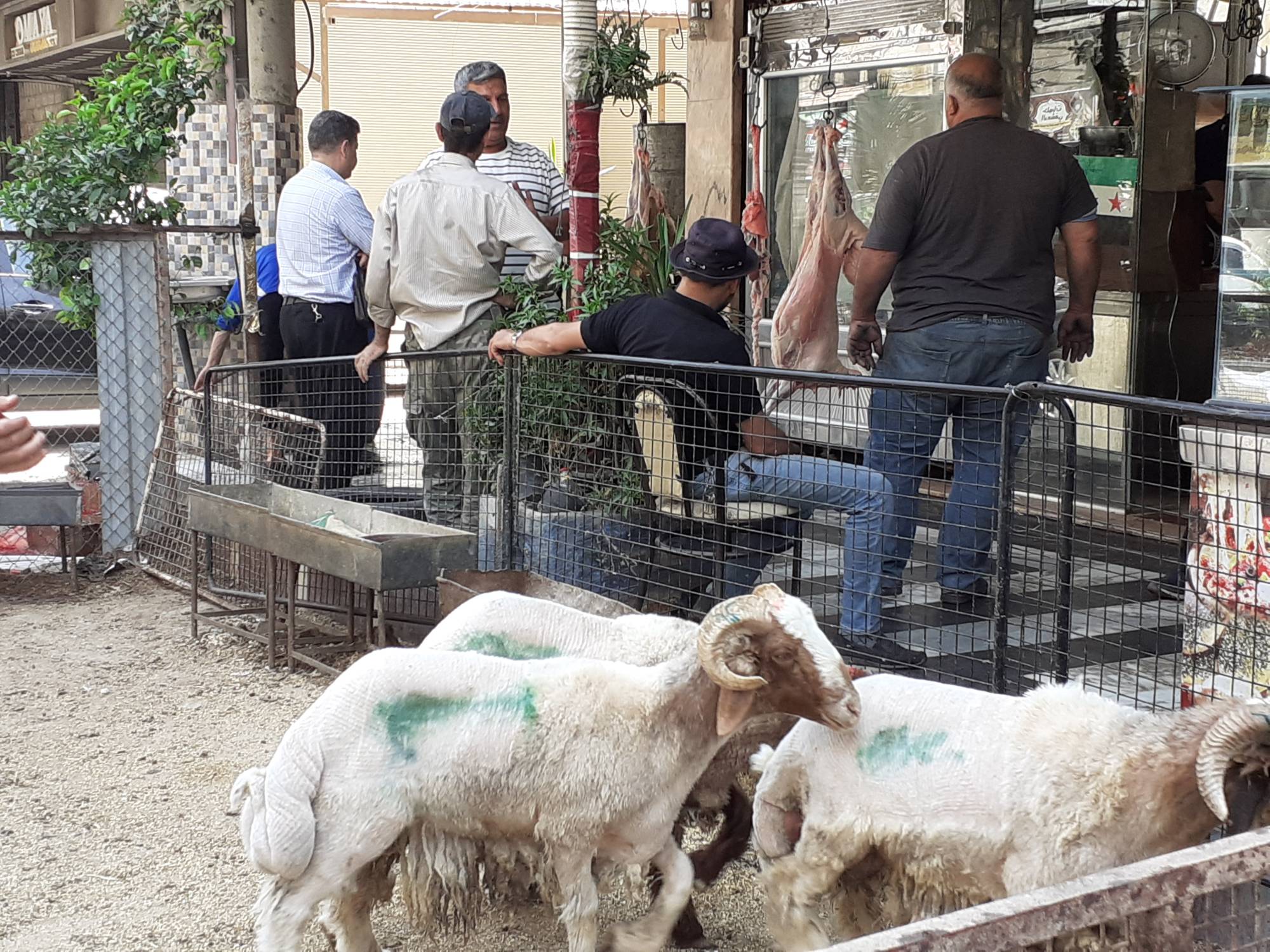 1749654614 553 إقبال كبير على الأضاحي في سوريا هذا العام بعضها نذور