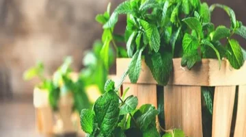 النعناع يساعد على التخسيس – حقيقة أم خرافة؟