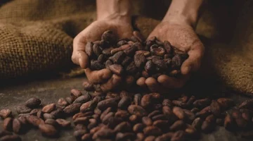 فوائد الكاكاو للجنس للرجال