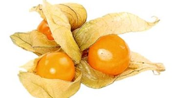 فوائد الحرنكش: – أخبار السعودية