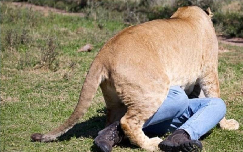 ناميبيا.. أسد ينقض على رجل أعمال ويلتهمه أمام أصدقائه - أخبار السعودية 5 ناميبيا.. أسد ينقض على رجل أعمال ويلتهمه أمام أصدقائه – أخبار السعودية