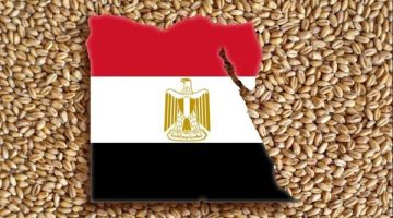 مصر تُنوّع مصادر استيراد القمح بسبب المخاطر الجيوسياسية