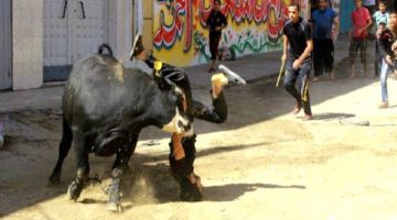 تحذير من الإفتاء بشأن فيديوهات هروب الأضاحي