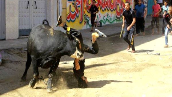 تحذير من الإفتاء بشأن فيديوهات هروب الأضاحي