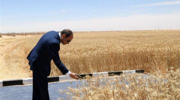 رغيف العيش من أرضنا.. مصر تقترب من التوقف عن استيراد القمح