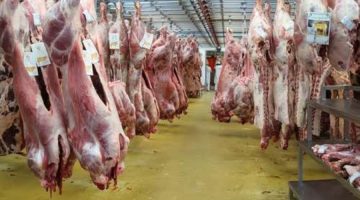 صدي الخليج | «الزراعة» : ذبح أكثر من 20 ألف أضحية بالمجازر الحكومية خلال أول يومين لعيد الأضحى المبارك