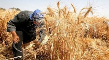 الأعلى فى تاريخ مصر.. أسباب زيادة إنتاجية القمح هذا الموسم