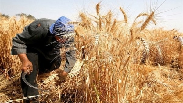 الأعلى فى تاريخ مصر.. أسباب زيادة إنتاجية القمح هذا الموسم 5 الأعلى فى تاريخ مصر.. أسباب زيادة إنتاجية القمح هذا الموسم