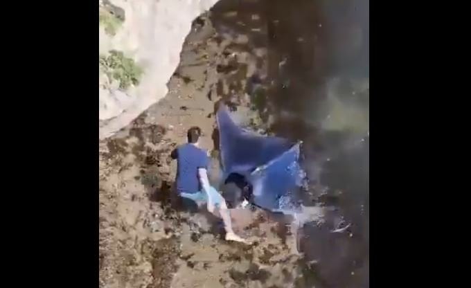 هل شاهدت سمكة الشيطان النادرة من قبل؟.. فيديو قد يبهرك 5 هل شاهدت سمكة الشيطان النادرة من قبل؟.. فيديو قد يبهرك