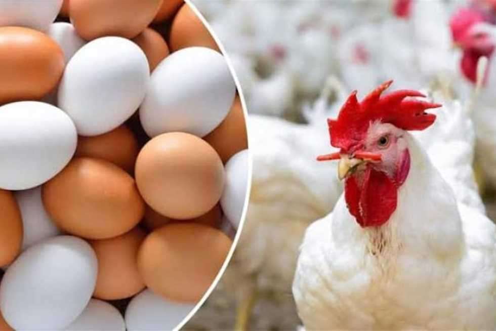 انخفاض جديد في أسعار الفراخ والبيض اليوم الأحد 1 يونيو 2025 مع اقتراب عيد الأضحى 5 انخفاض جديد في أسعار الفراخ والبيض اليوم الأحد 1 يونيو 2025 مع اقتراب عيد الأضحى